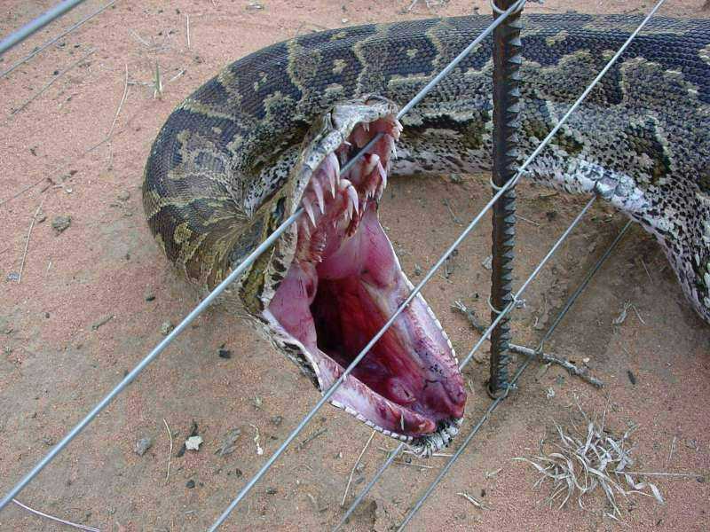 http://www.python.org/~guido/images/python-bites-fence.jpeg